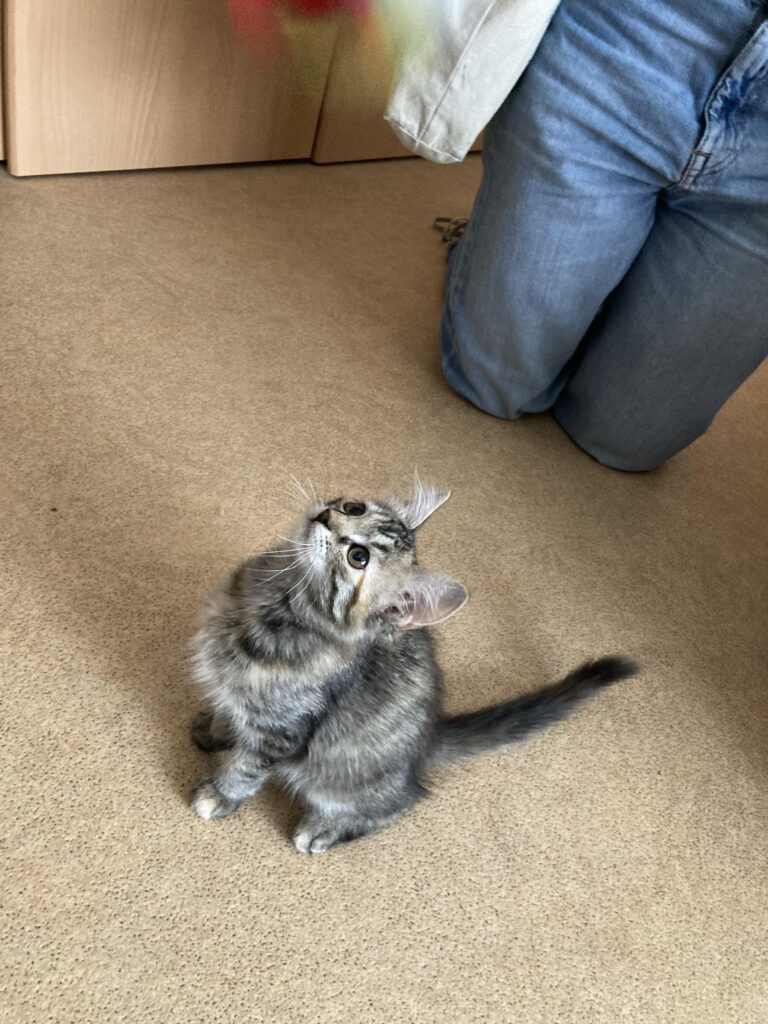 kitten phoso